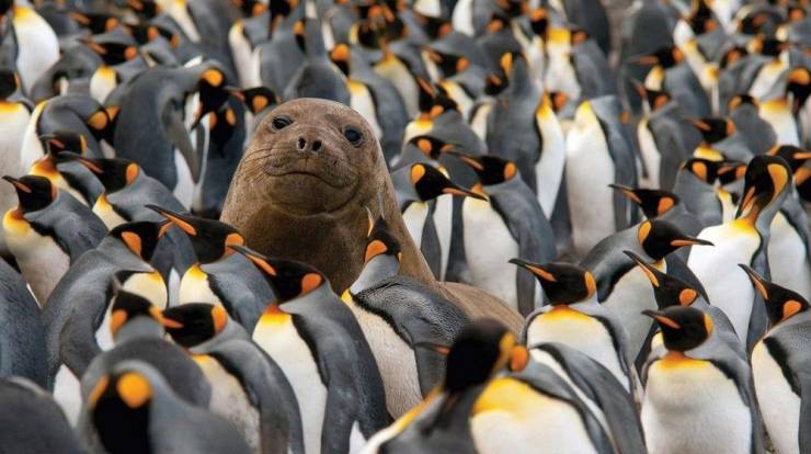 fun randoms - seal with penguins