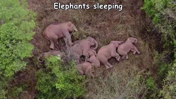 fun randoms - elephant family sleeping - Elephants sleeping