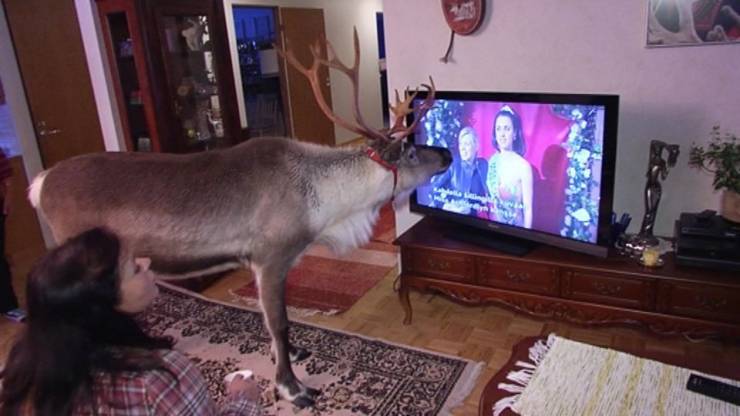 random pics and memes - reindeer watching tv