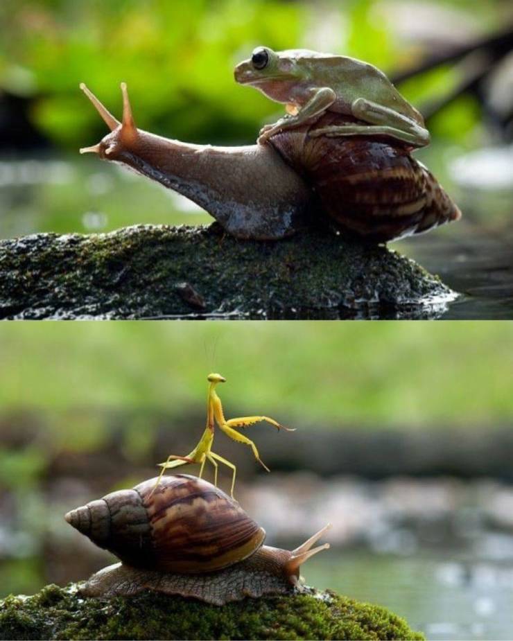 random pics and memes - praying mantis riding snail