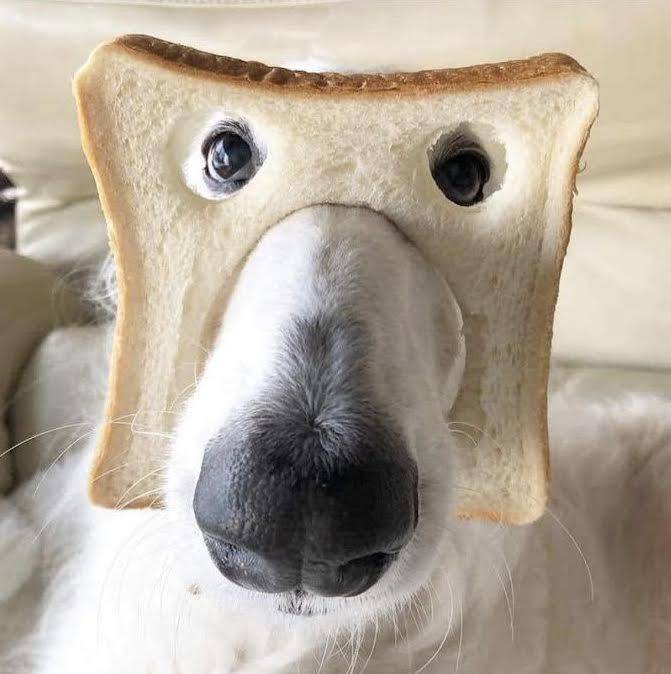 random pics and memes - pure bread dog
