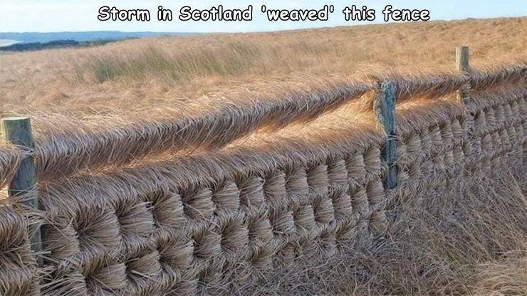 cool random pics and photos - grass family - Storm in Scotland 'weaved this fence