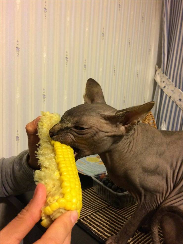 cool random pics and photos - sphynx cat eating corn