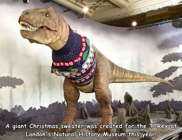 random pics - natural history museum t rex - A giant Christmas sweater was created for the TRex at London's Natural History Museum this year!