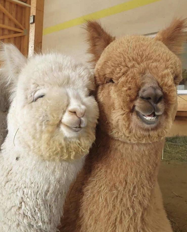 random pics - alpaca selfie