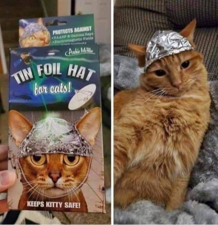 random pics - Protects Against Haarp Okay Blackmachetto da Archie Mihkel Foil Hat Tin bor cats! Keeps Kitty Safe!