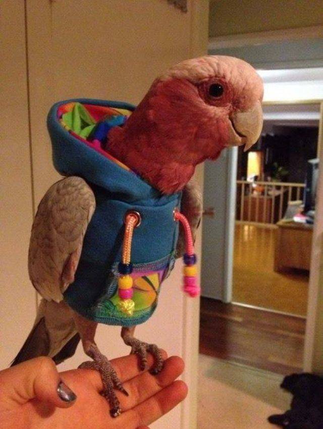 funny randoms - parrot wearing sweater