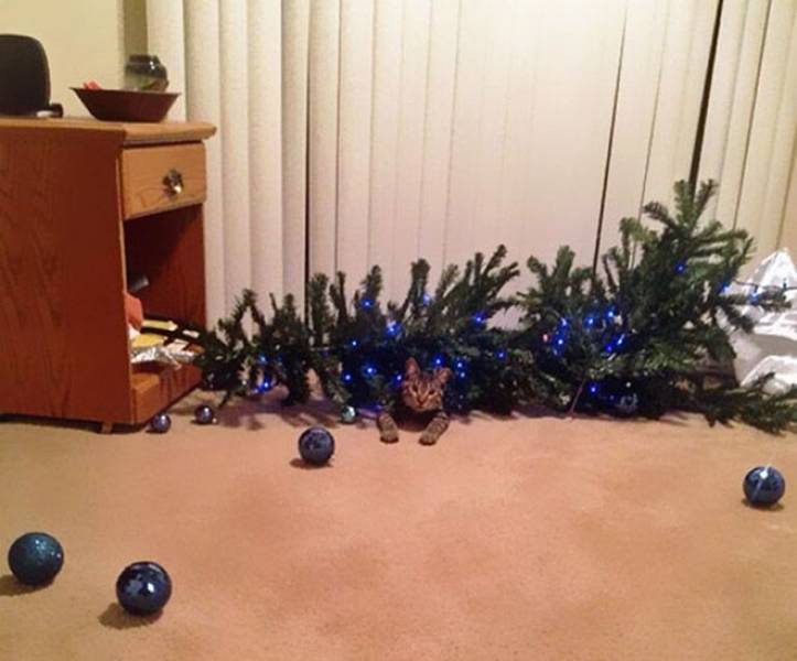 fun randoms - cat destroying christmas tree