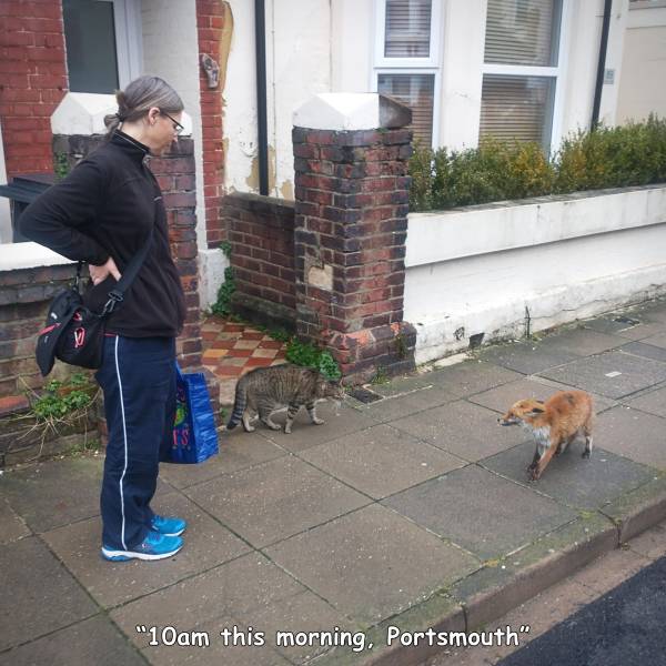 dog - "10am this morning, Portsmouth"