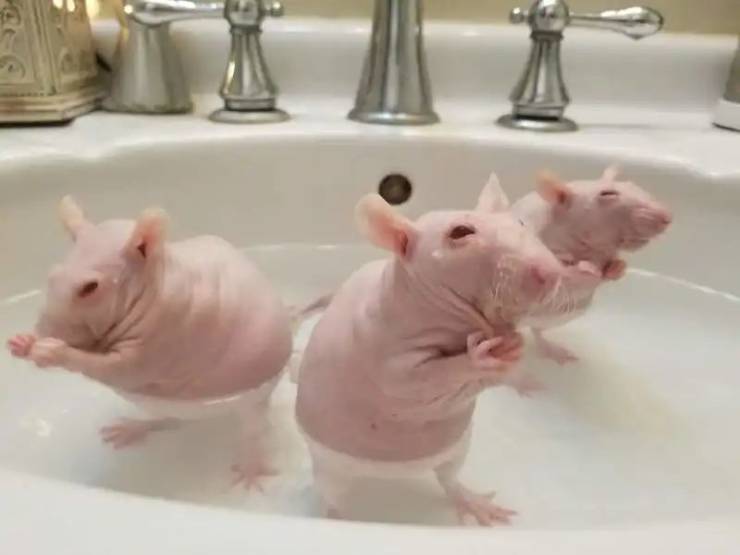 rat having a bath