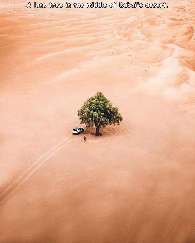 A lone tree in the middle of Dubai's desert.