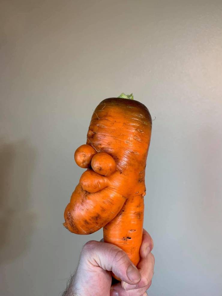 homer carrot