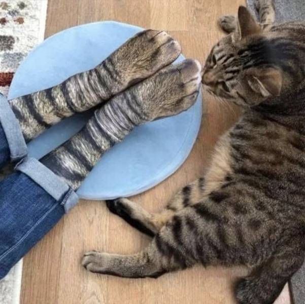 funny photos - realistic cat socks