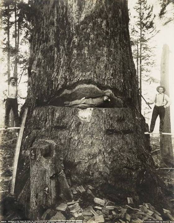 funny photos - logging old time