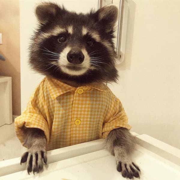fun randoms - funny photos - pet raccoon cute - Tu 10
