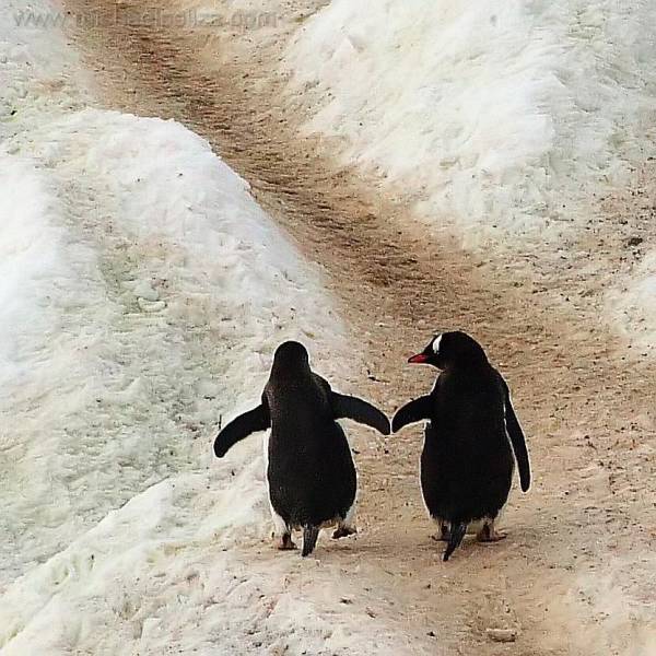 fun randoms - funny photos - soulmate penguins love quote