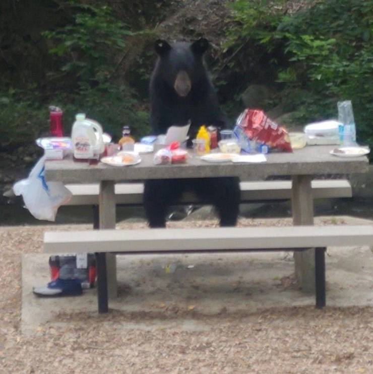 fun randoms - funny photos - bear at picnic table in tennessee