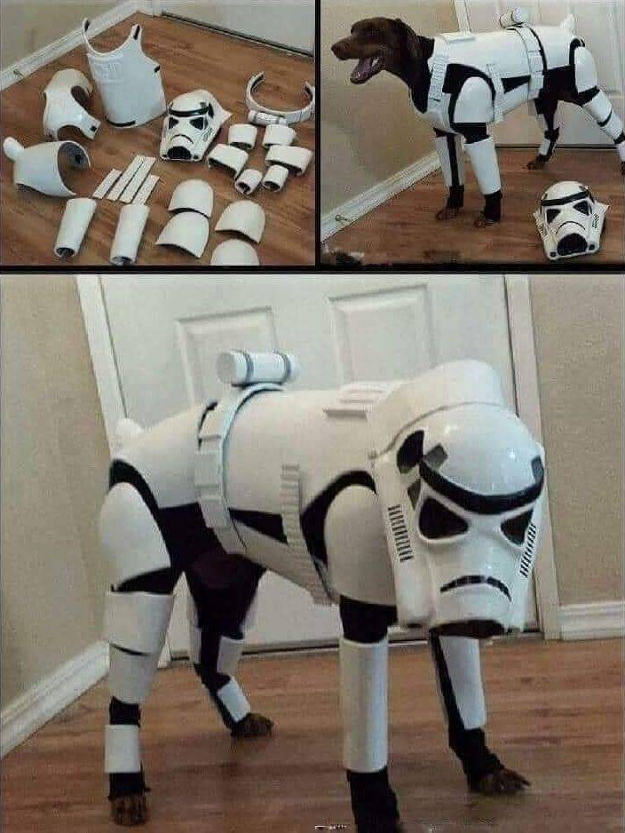 fun randoms - stormtrooper dogs