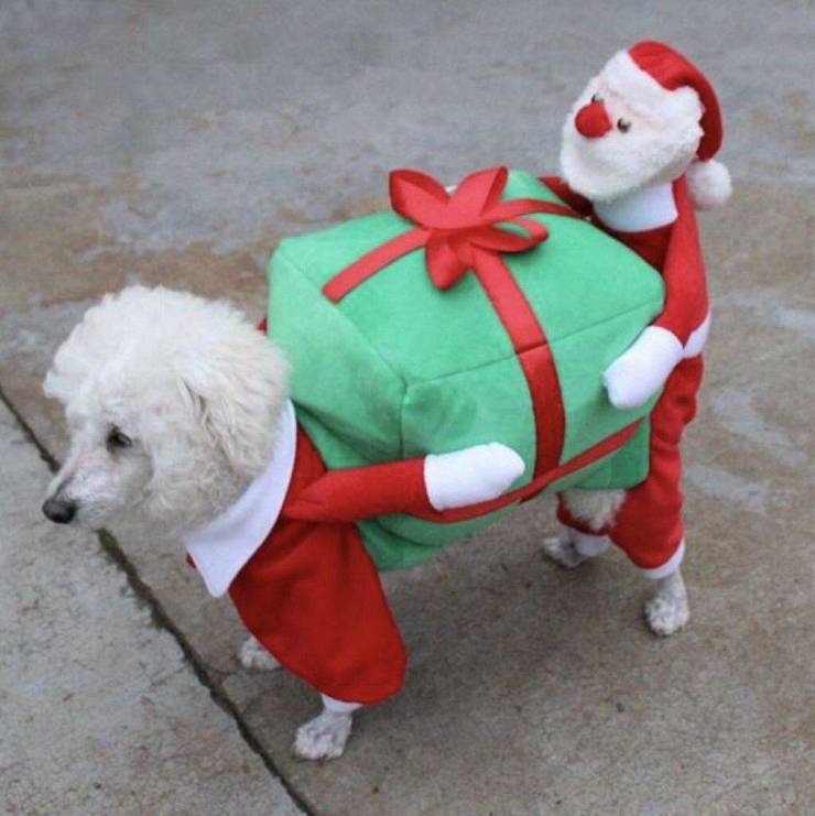 fun randoms - christmas dog clothes