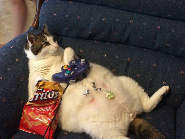 cat eating junk food - rios # Original