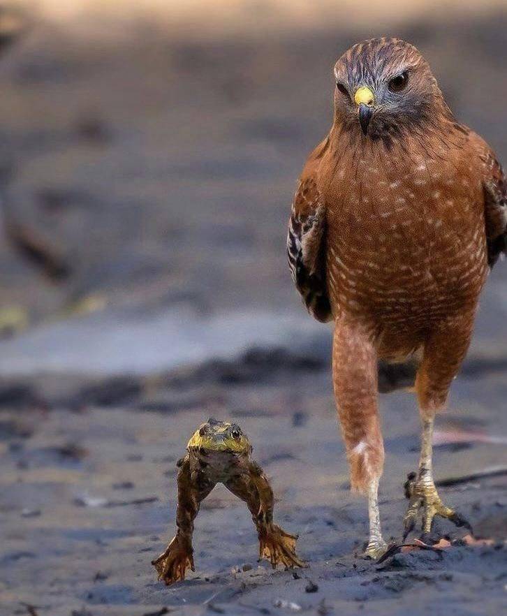 frog walks with bird