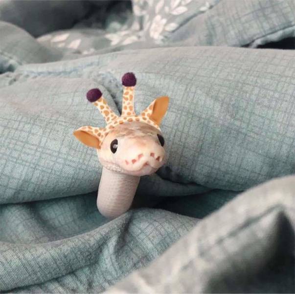 cute snakes with hats