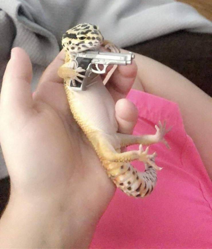gecko with a gun