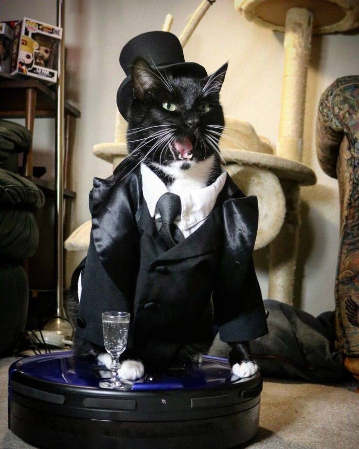 cat in black suit