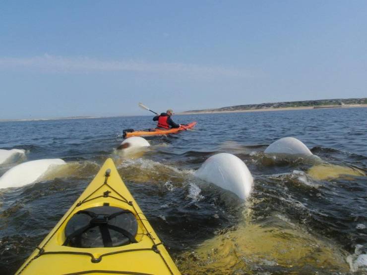 funny, cool, random pics - sea kayak