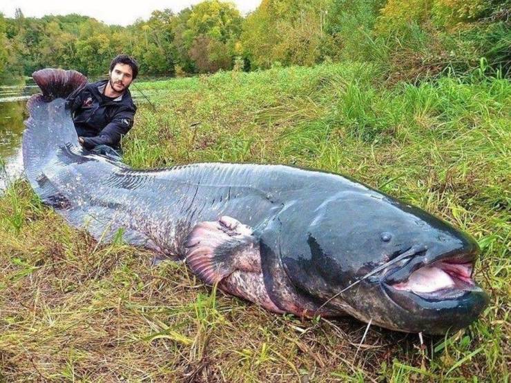 funny, cool, random pics - gigantic catfish
