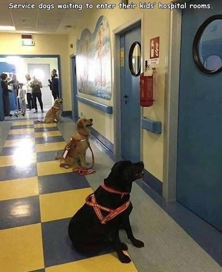 funny, cool, random pics - dogs waiting to enter hospital rooms - Service dogs waiting to enter their kids' hospital rooms. 0