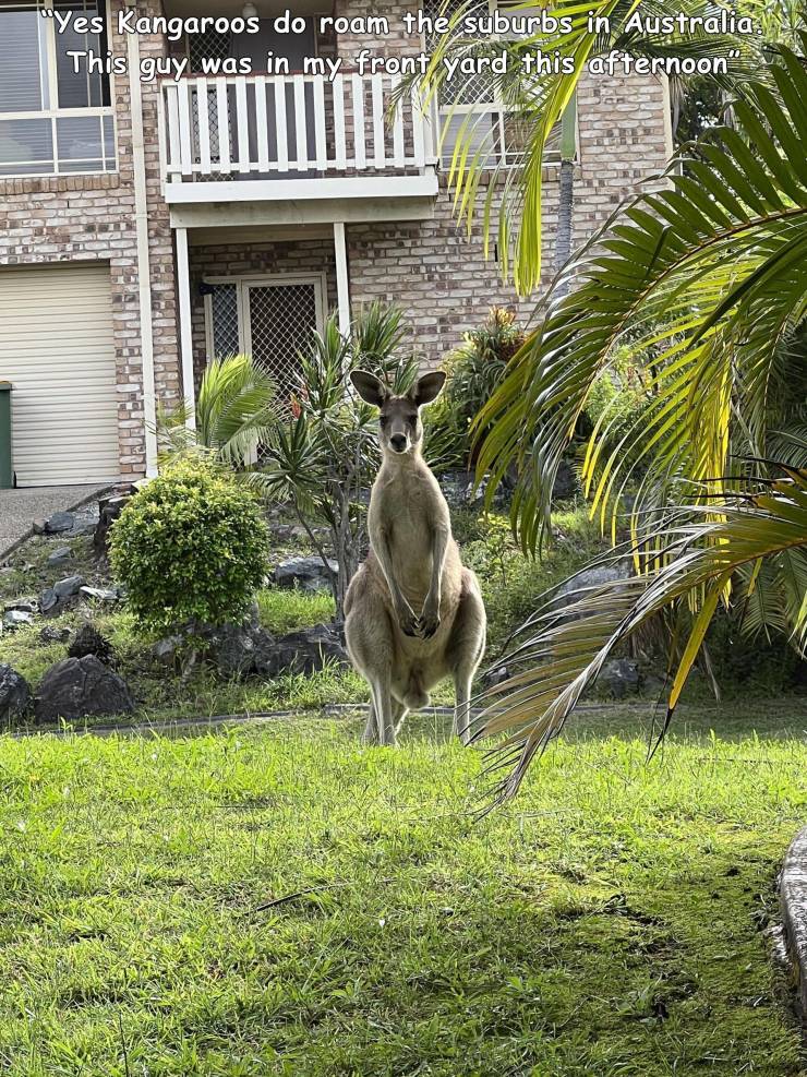 funny, cool, random pics - fauna - "Yes Kangaroos do roam the suburbs in Australia This guy was in my front yard this afternoon" Sasi
