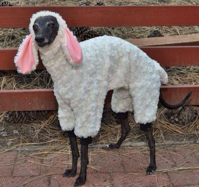 dog in sheep costume