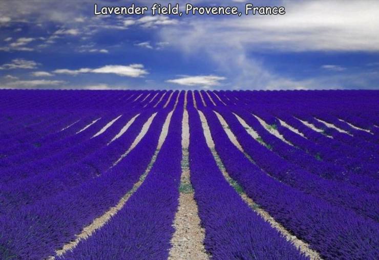 cool pictures of nature - Lavender field, Provence, France