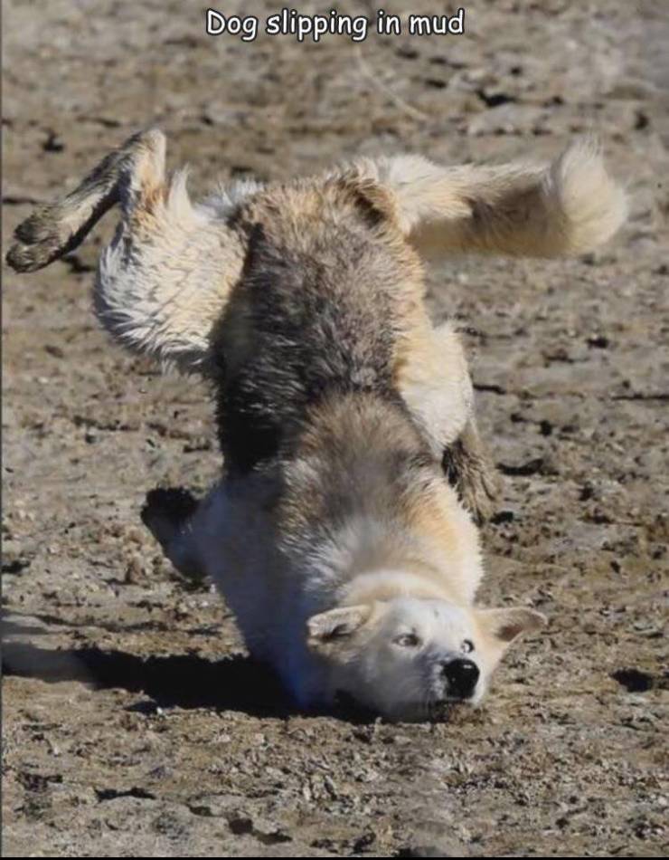 derpy wolf - Dog slipping in mud