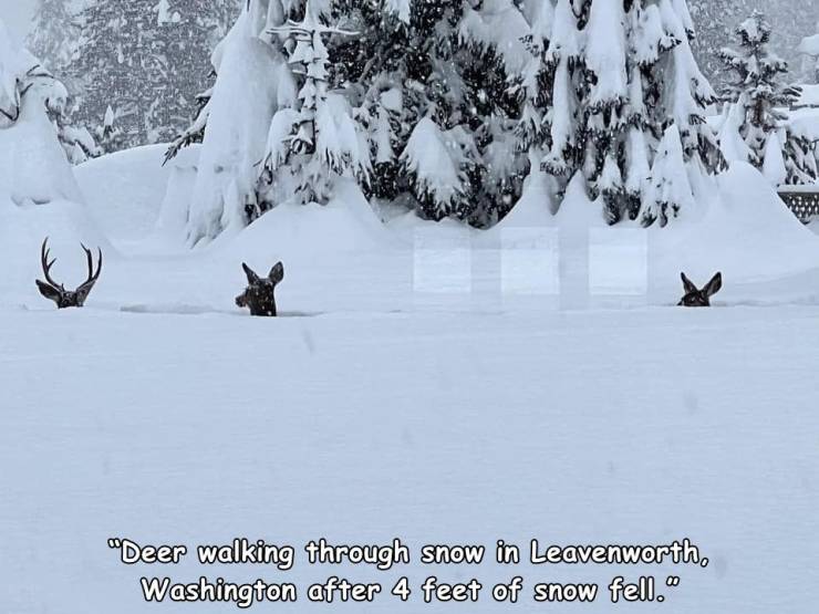 funny photos - snow - "Deer walking through snow in Leavenworth, Washington after 4 feet of snow fell." 00