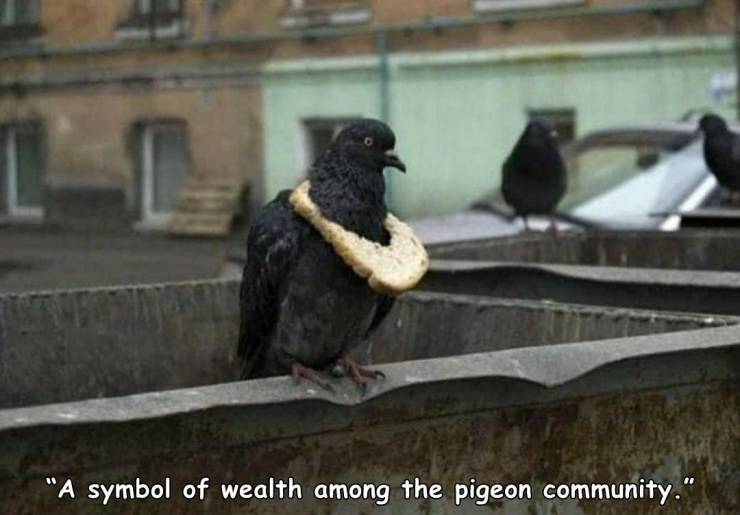 funny photos - pigeon symbol of wealth - "A symbol of wealth among the pigeon community."