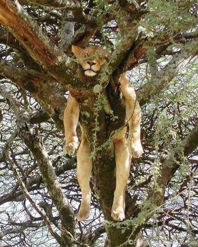 funny photos - lion in a tree napping