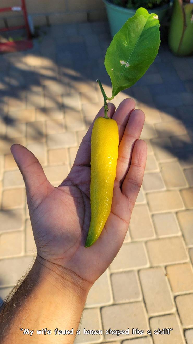 funny photos - banana - "My wife found a lemon shaped a child!"