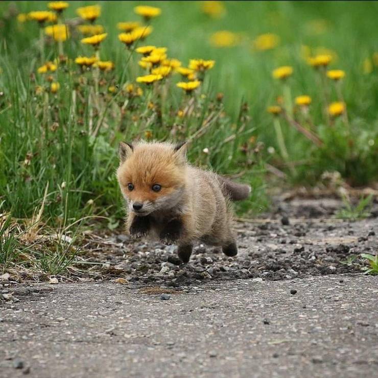 cool random photos - baby fox running