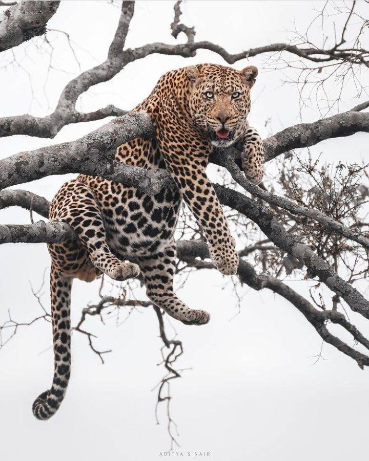 cool random photos - leopard - Aditya S Nair