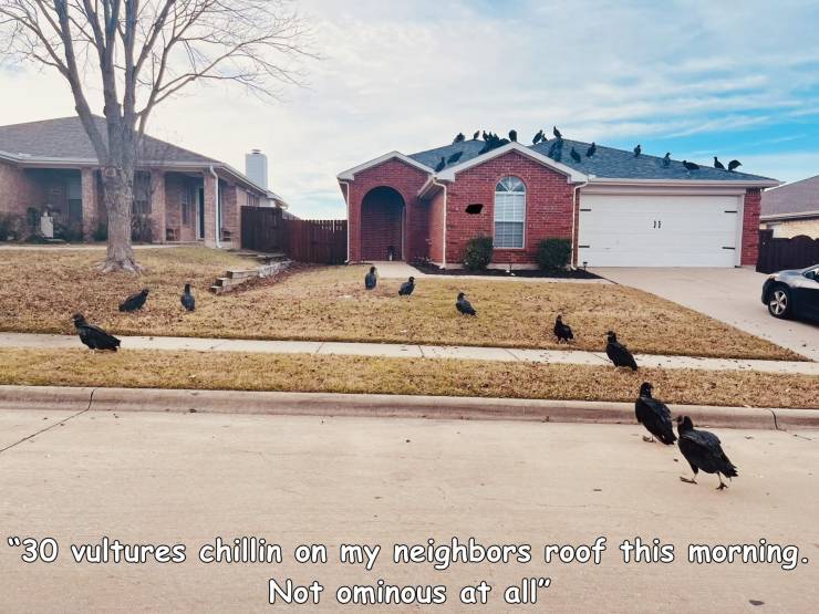 funny memes and random pics - house - "30 vultures chillin on my neighbors roof this morning. Not ominous at all