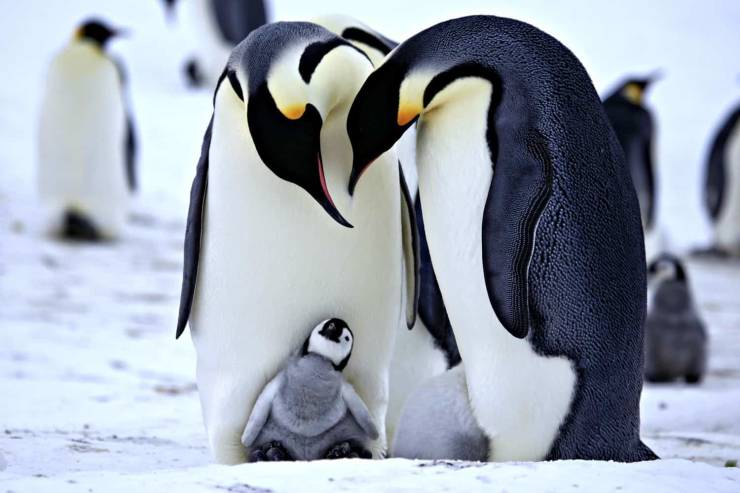 fun randoms - funny photos - cute penguins