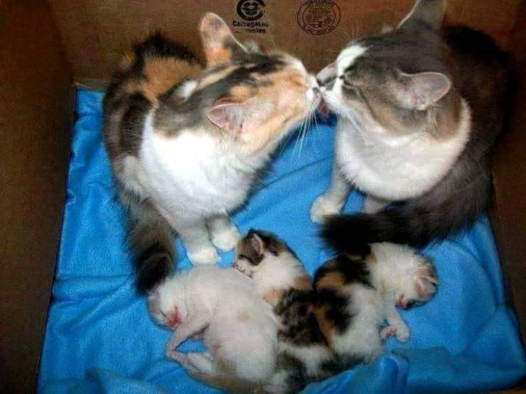 fun randoms - funny photos - daddy cat and kittens - Conceales vmles