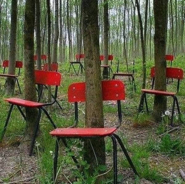 fun randoms - funny photos - trees growing through chairs