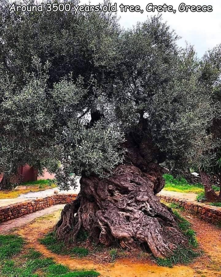 fun randoms - funny photos - oldest olive tree in the world - Around 3500 years old tree, Crete, Greece