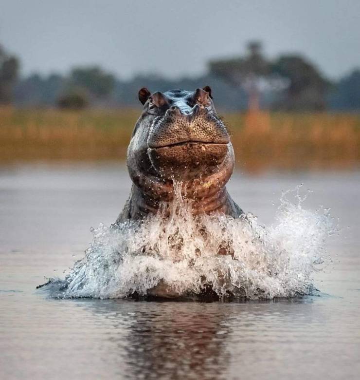 fun randoms - funny photos - Hippo
