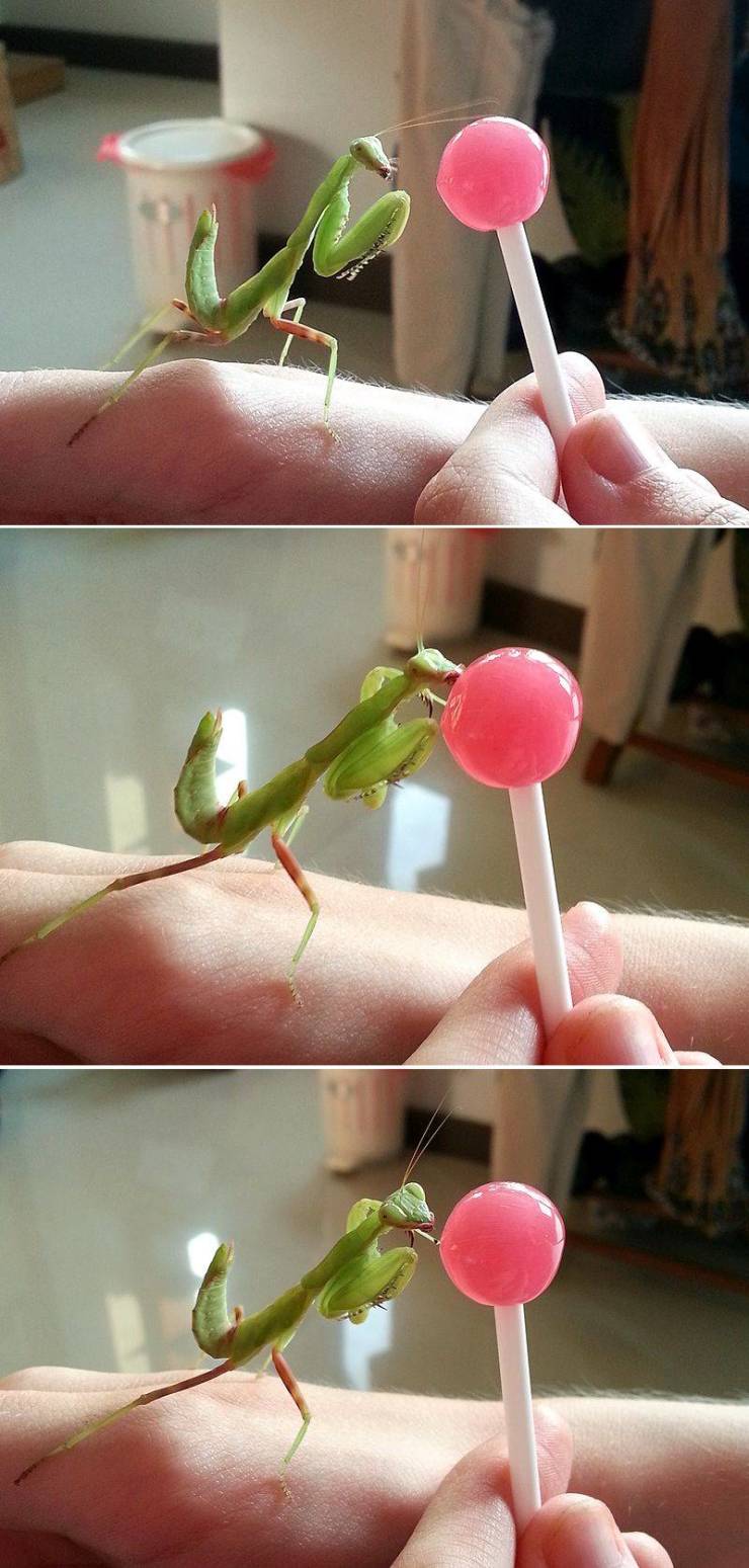 fun randoms - funny photos - praying mantis lollipop