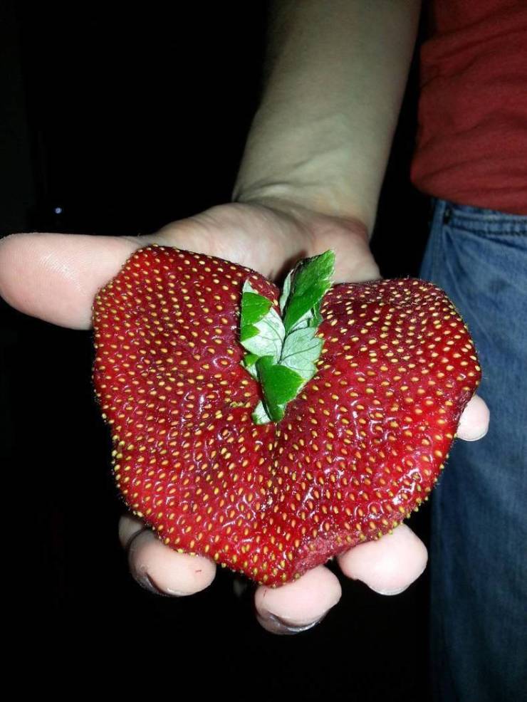 fun randoms - fun pics - polyploid strawberry