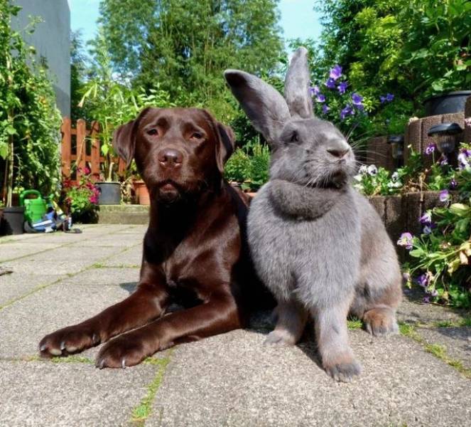 awesome random pics and photos - flemish giant rabbit